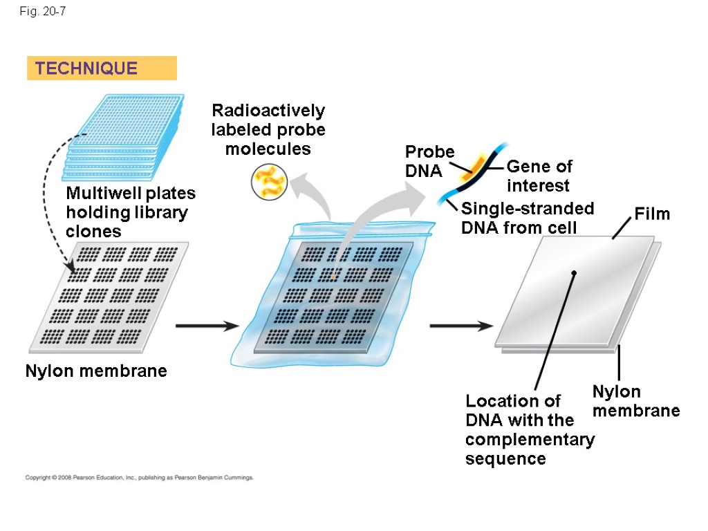 Fig. 20-7 Probe DNA Radioactively labeled probe molecules Film Nylon membrane Multiwell plates holding